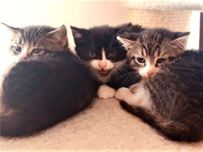 Die drei Kleinen wurden zusammen mit ihrer Mama ausgesetzt.  Foto: Katzenschutzverein Bad Neuenahr-Ahrweiler