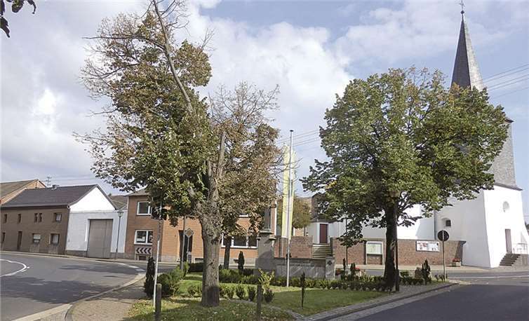 Die drei Linden am Kriegerdenkmal sterben langsam. privat