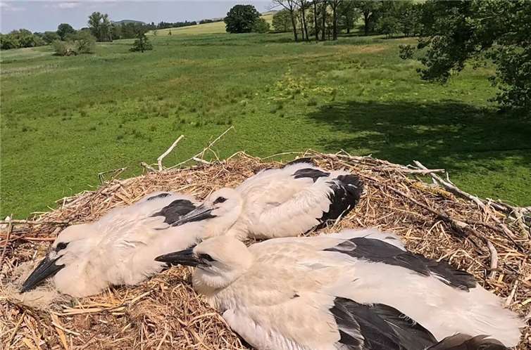 Die drei Storchen-Küken in den Thürer Wiesen. Fotos: Stiftung für Natur und Umwelt MYK/Hilgers