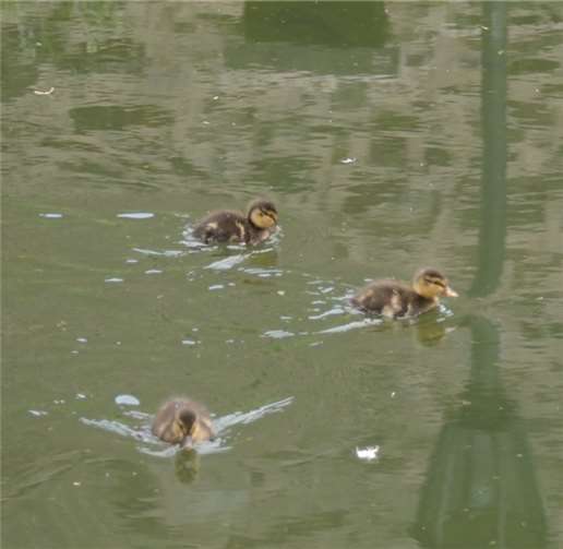 Die drei mutterlosen Entenküken im Teich am Stadtgraben wurden gerettet von der DLRG gerettet.