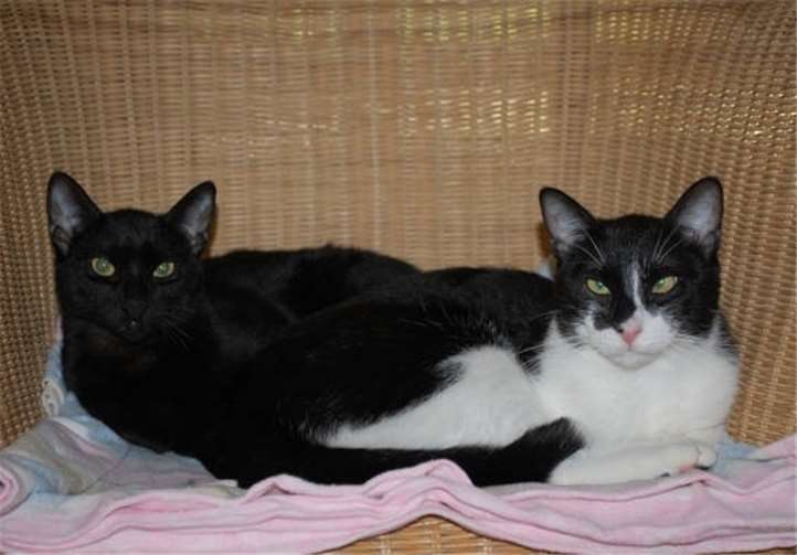 Die dreijährigen Kater sollten möglichst zusammen vermittelt werden.  Tierschutzverein Mayen