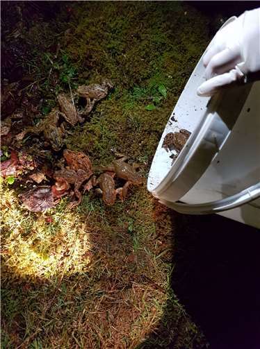 Die ehrenamtlichen Naturschützerinnen und Naturschützer konnten am Amphibienschutzzaun in Hardert seit Monatsbeginn knapp 200 Amphibien vor dem Straßentod retten.