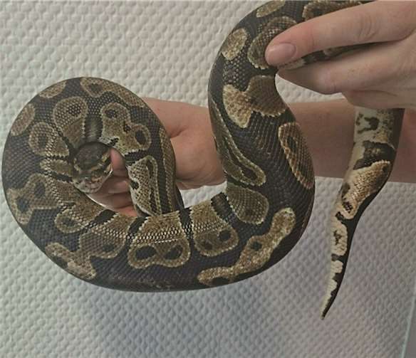 Die einjährige Königspython wurde in Mayen gefunden. privat