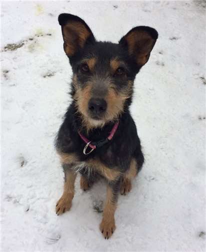 Die einjährige Zenda sucht ein liebevolles Zuhause.privat