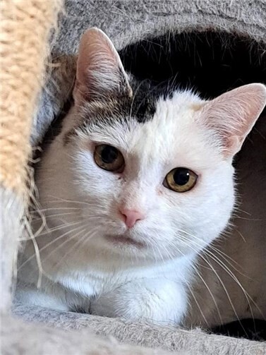 Die elf Jahre alte, hübsche und verschmuste Piri verkriecht sich auch nach fast sechs Wochen noch in einer Höhle.Foto: privat