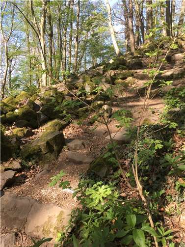 Die erste Exkursion führt auf den Leyberg. Foto: Naturpark Siebengebirge