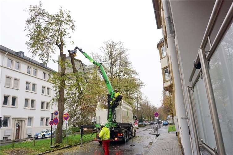 Die ersten Bäume auf der Südallee konnten am Montag planmäßig gefällt werden. Dabei kommt ein Fäll-LKW zum Einsatz, der über einen Greifarm mit Säge verfügt.  Foto: Stadt Koblenz