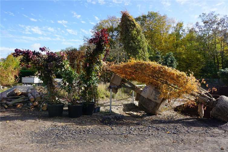 Die ersten Bäume für die umfangreiche Herbst- und Winterpflanzung sind bereits eingetroffen, darunter drei Perückensträucher für das Einkaufszentrum Karthause und ein stattlicher Dreispitz-Ahorn für den Garten am Oberlandesgericht. Foto: Stadt Koblenz/Verena Groß