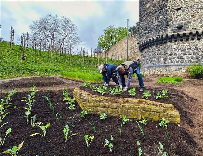 Die ersten Bohnenpflanzen wurden von Mitarbeitern der Perspektive gGmbH Andernach in die Beete der „Essbaren Stadt“ gepflanzt. Fotos: Stadt Andernach/Unruh