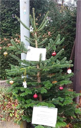 Die ersten Kugeln hängen schon. Foto: privat