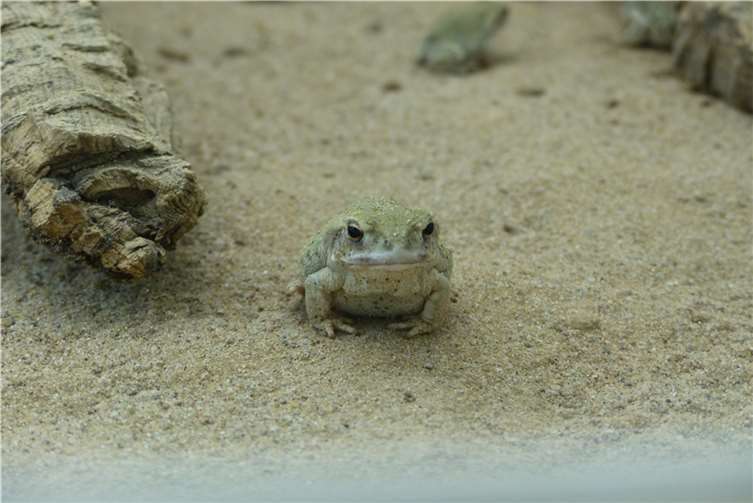 Die ersten Nachzuchten der Coloradokröten waren alt genug, um abgegeben zu werden. Fotos: Zoo Neuwied