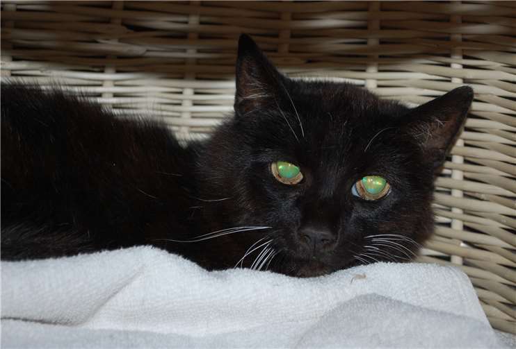 Die etwas betagtere Hermina wurde in Cochem-Sehl aufgefunden.  Tierheim Mayen