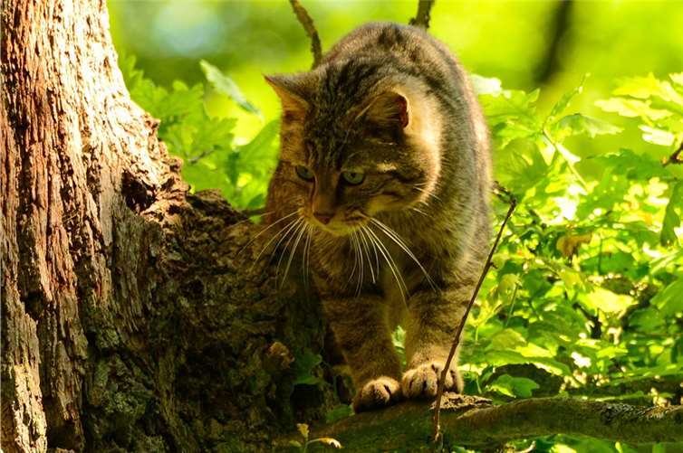 Die europäische Wildkatze steht noch immer auf der Roten Liste. privat