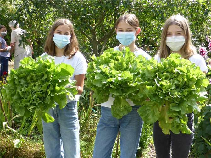 Die feuchte Witterung im Sommer ließ den Salat prächtig gedeihen. Fotos: Schönstätter Marienschule