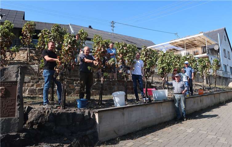 Die fleißigen „Hainer Winzer“ bei der Ernte der Weintrauben am Gerhard-Marcks-Platz.Foto: privat