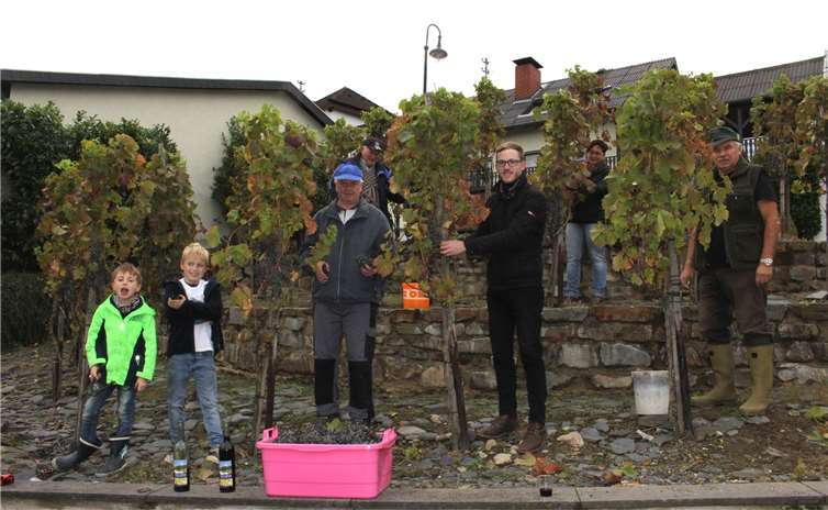 Die fleißigen „Hainer Winzer“ bei der Ernte der letzten Trauben im Wingert am Marcksplatz mit Ortsbürgermeister Sebastian Schmitt (Bildmitte).Foto: