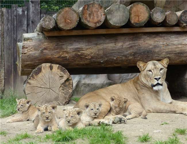Die fünfBerberlöwen Welpenwurden imApril geboren..Foto: Zoo Neuwiedt