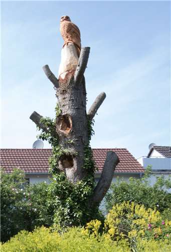 Die gefällte Zeder ist nun ein stehendes Totholzbiotop mit Kunstwerk obenauf.