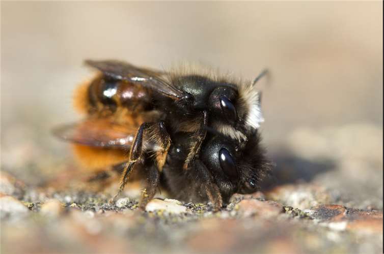 Die gehörnte Mauerbiene.  Foto: Matthias Overmann