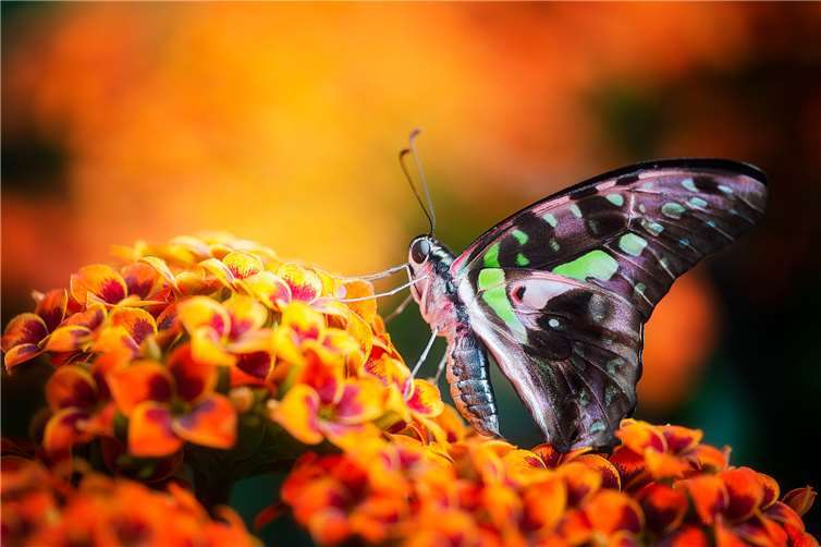 Die gelungensten Einsendungen werden im Pavillon des Gartens der Schmetterlinge gezeigt. Foto: Garten der Schmetterlinge
