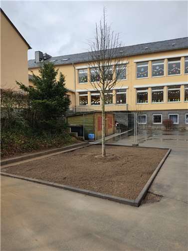 Die gepflanzte Silberlinde.