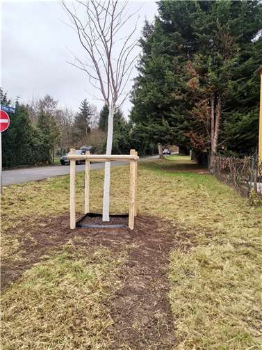 Die gepflanzte Yoshino-Kirsche.Foto: privat