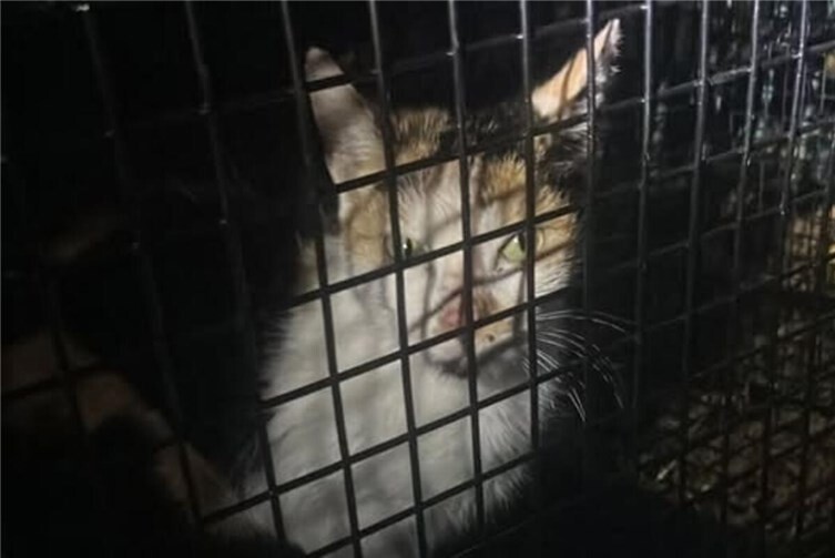 Hochspannungs-Einsatz für die Eifel´wehren  Die gerettete Katze. Fotos: Eifel´wehren -Katastrophenhilfe- e.V.