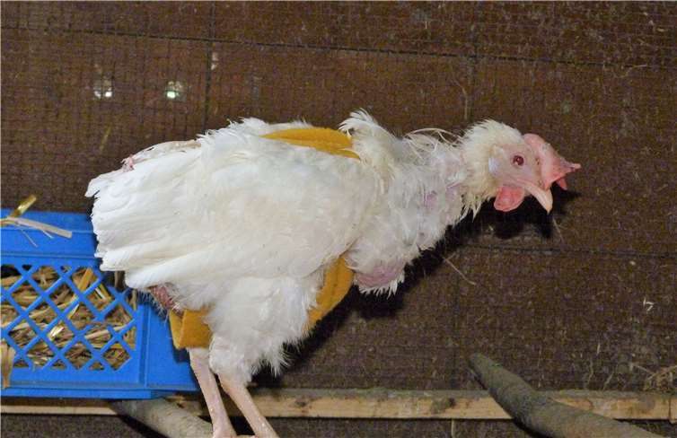 Die geretteten Hühner waren anfangs völlig gerupft. Fotos: privat