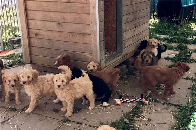 Die geretteten Hunde wurdenvon verschiedenen Tierheimen aufgenommen, von wo aus sie nun vermittelt werden. Die Polizei bittet um Hinweise, die zur Aufklärung der Situation in Bauler beitragen können. Quelle: Tierheim Remagen
