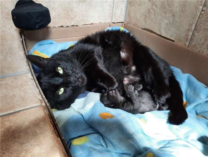 Die gesamte Katzenfamilie befindet sich nun auf einer Pflegestelle in Niederdürenbach, wo sie in sicherer Umgebung zur Ruhe kommen kann. Foto: Katzenschutzfreunde Rhein-Ahr-Eifel
