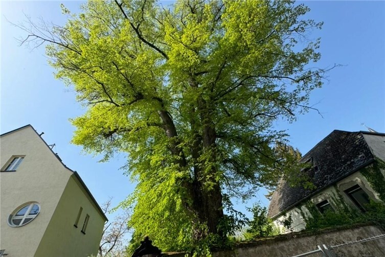 Die geschützte Linde.