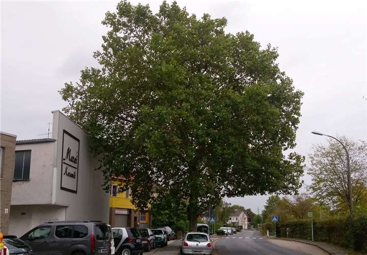 Die gesunde etwa 40 Jahre alte Platane soll gefällt werden. Foto: privat