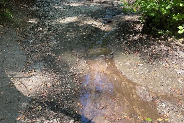 Die gesunkenen Wasserstände und hohe Verdunstungsraten, an denen auch der bislang einsetzende Regen bis jetzt nichts Wesentliches ändert, haben gravierend negative Auswirkungen auf alle Pflanzen und Tiere. 