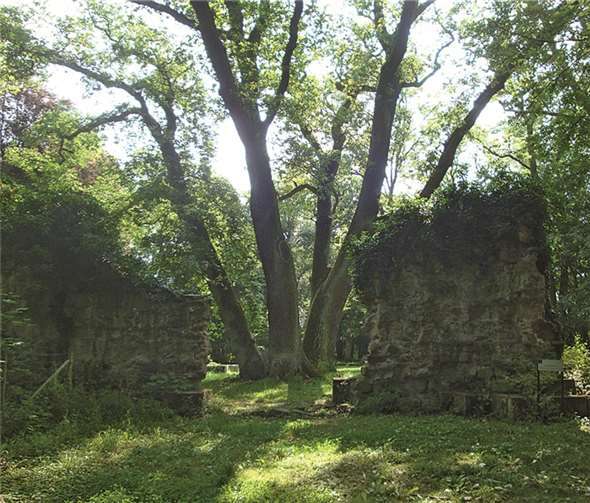 Die gewaltige Eiche auf dem Ruinengelände des Disibodenbergs wird aufgrund ihrer drei Stämme als „Dreifaltigkeit“ bezeichnet.