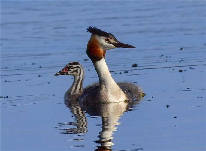 Die größte Kinderstube für Haubentaucher in Rheinland-Pfalz befindet sich im Westerwald
