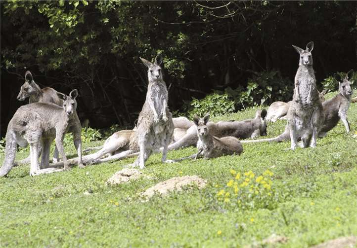 Die größte, zusammenhängende Känguruherde außerhalb Australiens ist schon lange eine Attraktion im Zoo Neuwied.Privat