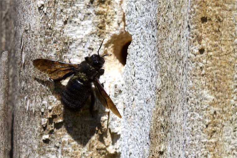 Wildbienen helfen - aber wie? Die große Holzbiene. Foto: Matthias Overmann