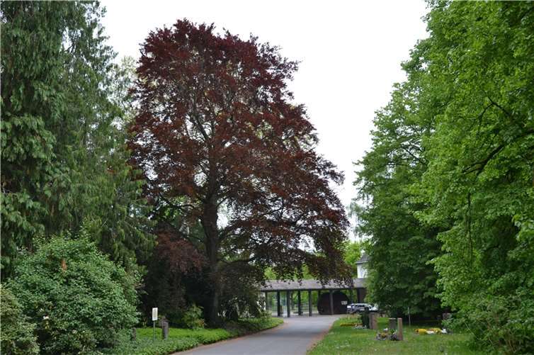 Die große Kupferbuche prägt mit ihrem rötlichen Laub das Bild des Hauptfriedhofs. Jetzt muss sie wegen Pilzbefall gefällt werden.  Foto: (Stadt Koblenz/Groß
