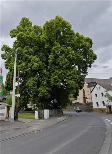 Die große Linde begrüßt jeden, der in den Ort fährt. Fotos: privat