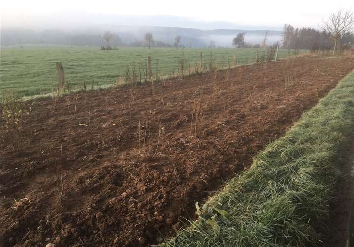 Die große Pflanzaktion des VVV Puderbach „Auf dem Juchem“ am Rand der Ortsgemeinde Richtung Niederdreiser Sportplatz ist abgeschlossen.