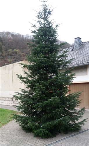 Die große Tanne steht direkt vor dem Bürgerhaus. Privat