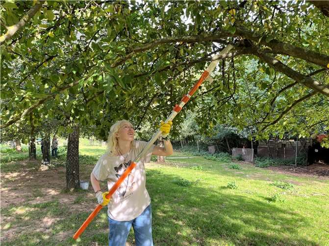 Die großen Obstbäume werden regelmäßig fachgerecht geschnitten.