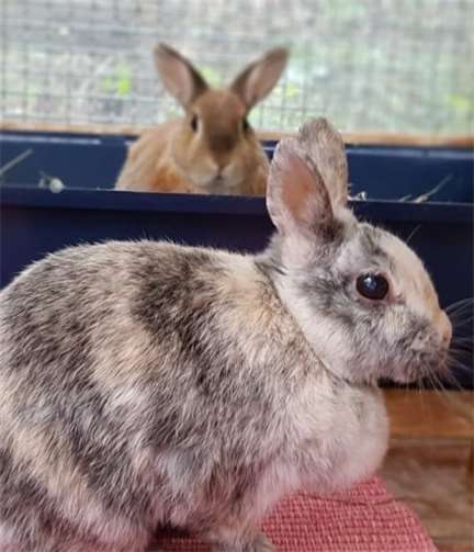 Die harlekin-farbene Lila ...privat