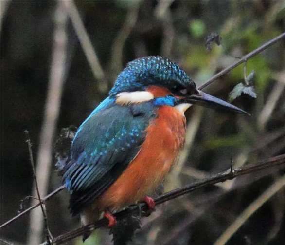Die heimische Flora und Fauna steht im Mittelpunkt der Bilder von Moselle Adams.  Foto: Moselle Adams