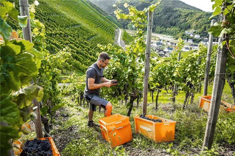 Die „heiße Phase“ im Weinberg hat begonnen.