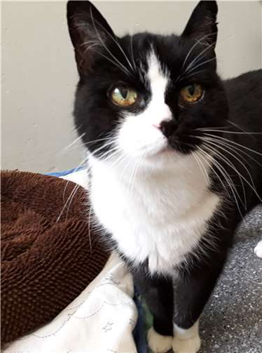 Die hübsche Katzenomi sucht Menschen, die ganz viel Geduld mitbringen. Tierheim u. Tierschutzverein Kreis Ahrweiler e.V.