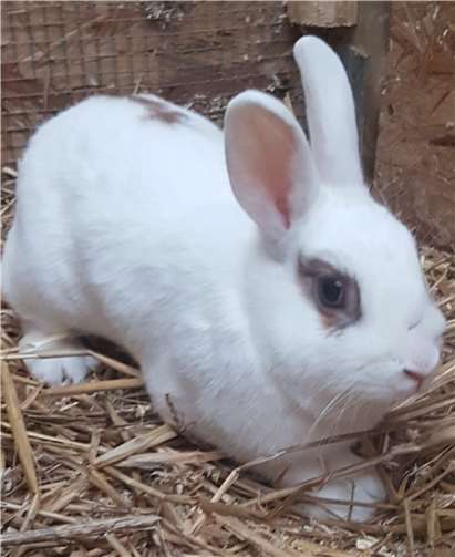 Die hübsche Tiana.Tierheim undTierschutzverein Kreis Ahrweiler e.V.