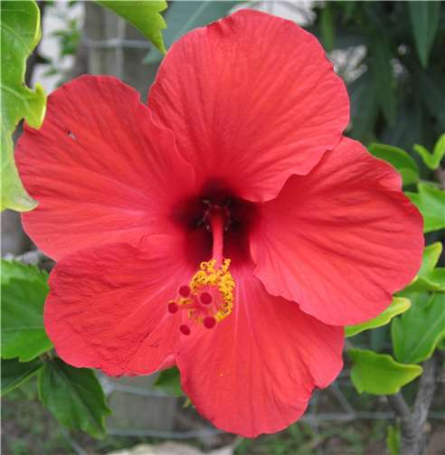 Die hübschen Blühpflanzen fanden großen Anklang. Foto: privat