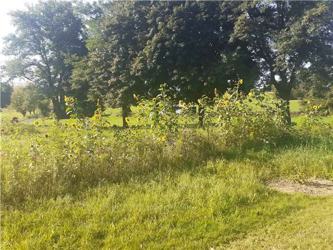 Die im Frühjahr dieses Jahrs angelegten Blumenstreifen blühen seit einigen Wochen unterhalb des Friedhofs.Fotos: privat