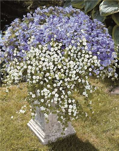 Die im südlichen Afrika beheimatete Sutera-Pflanze ist die Balkonpflanze des Jahres 2014. privat